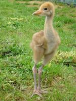 Red Green Blue on 12th June 2012 Red Green Blue on 12th June 2012